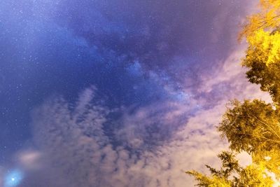 Low angle view of trees against sky at night