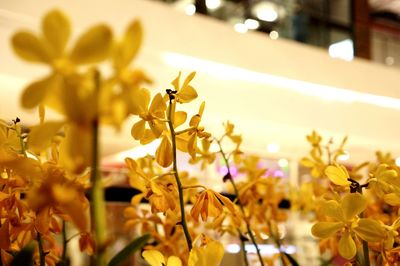 Close-up of yellow flowering plants