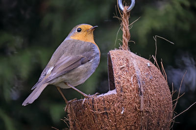 Close-up of bird perching on leaf