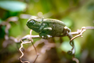 Close-up of a lizard on a plant