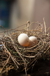 Close-up of eggs on hay
