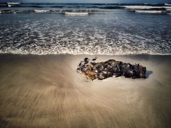 High angle view of turtle in sea