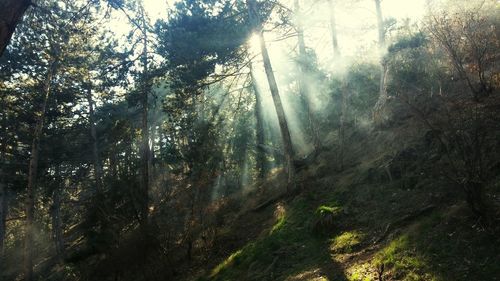 Low angle view of trees against sky