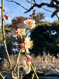 Close-up of cherry blossoms in spring