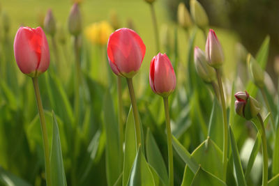 Close-up of pink flowers blooming in field