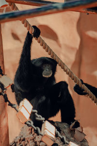 Close-up of monkey sitting on rope