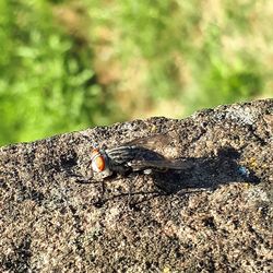 Close-up of insect on tree trunk