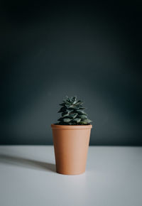 Close-up of potted plant on table against wall