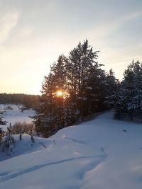 Trees against sky during winter