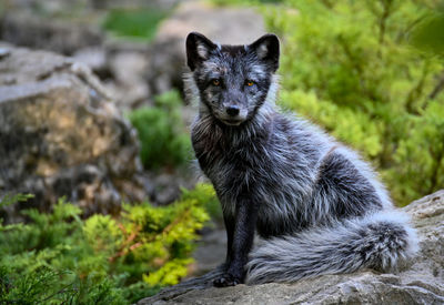 Portrait of black cat on rock