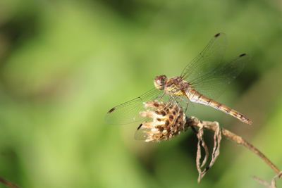 Close-up of insect on leaf dragonfly 