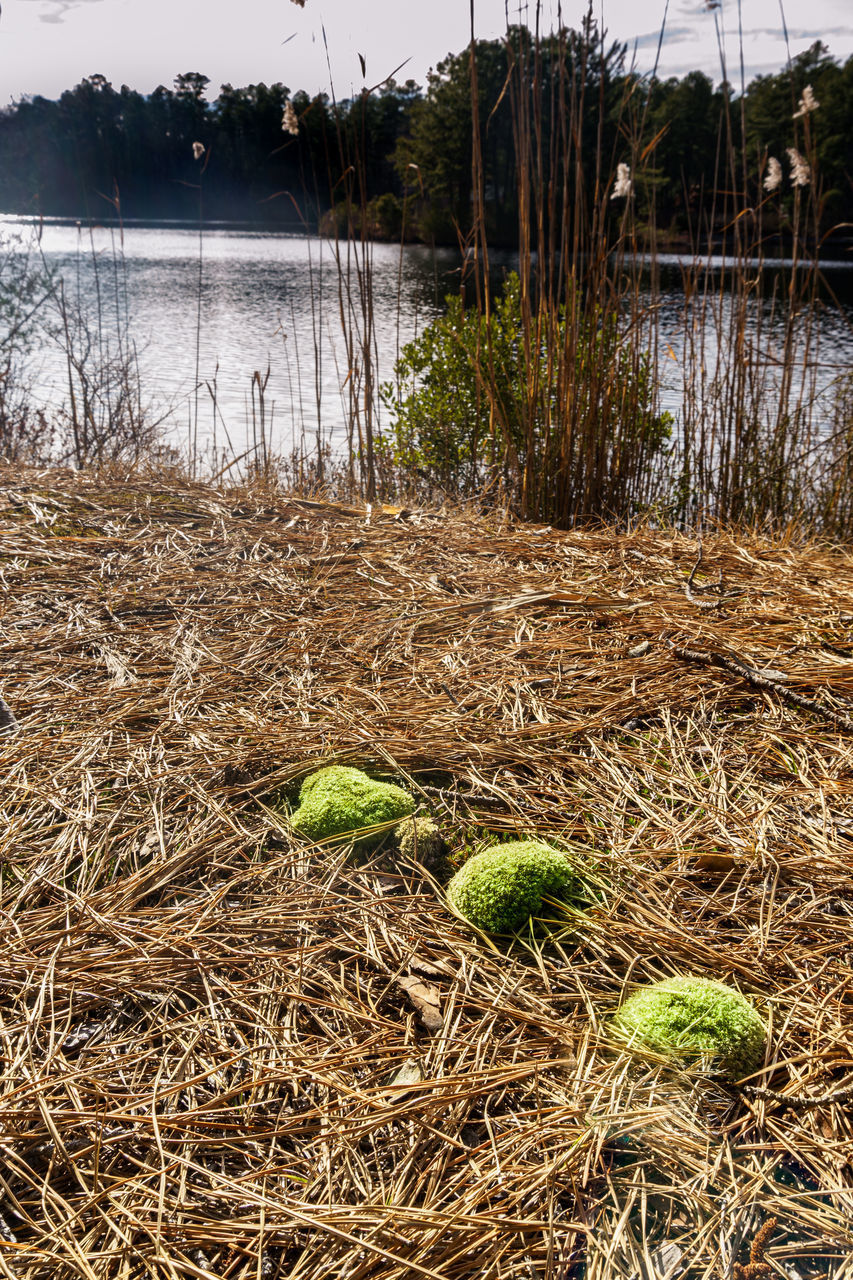 PLANTS GROWING ON LAND