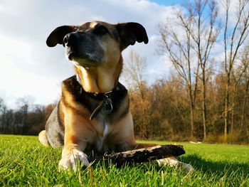 Dog sitting in a field with stick