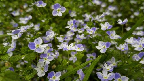 Close-up of purple flowering plants