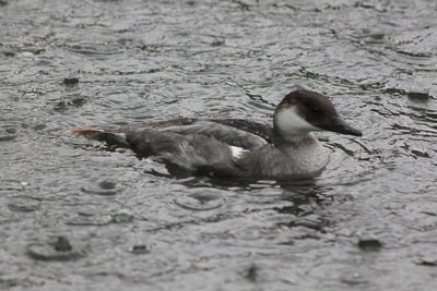 Bird in water