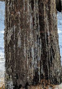 Close-up of tree trunk against sky