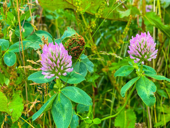 Close-up of butterfly on purple flowering plant