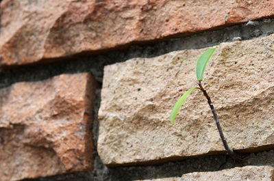 Detail shot of stone wall