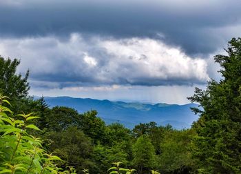 Scenic view of forest against sky