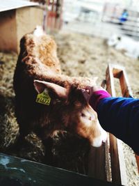 Close-up of hand feeding dog