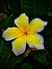 Close-up of frangipani blooming outdoors