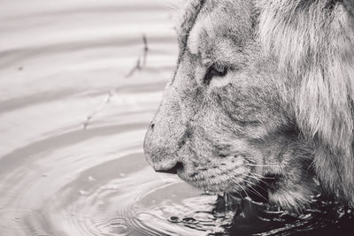 Close-up of lion drinking water