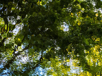 Trees against sky