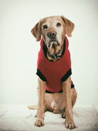 Portrait of dog sitting on sofa