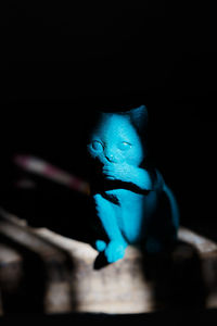 Close-up of blue cat