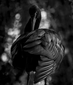 Side view of a bird against blurred background