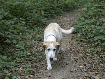 Portrait of dog standing by plants