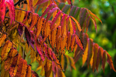 Close-up of autumnal leaves on tree