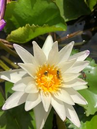 Close-up of white daisy flower