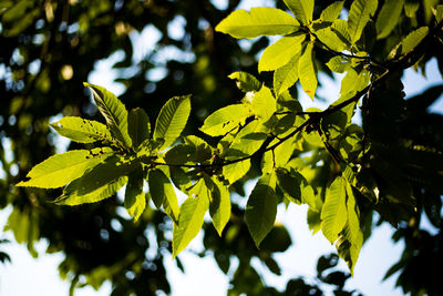 Close-up of fresh green tree