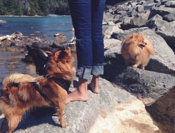 Dog looking away