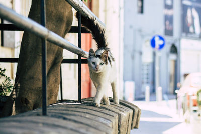 Portrait of a cat sitting outdoors