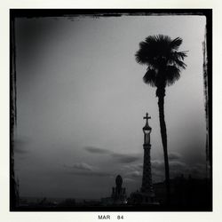 Low angle view of palm trees