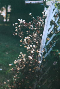 Close-up of flowers