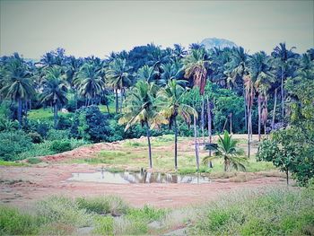 Scenic view of palm trees on field against clear sky