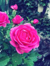 Close-up of pink rose