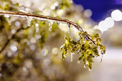 A branch of dog rose in ice after freezing rain