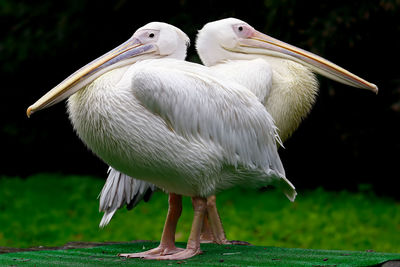 Close-up of two pelicans outdoors