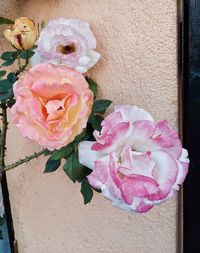 Close-up of pink rose