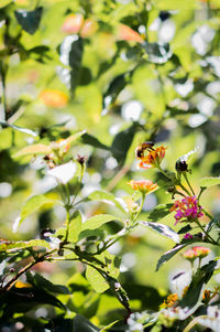 Close-up of insect on plant