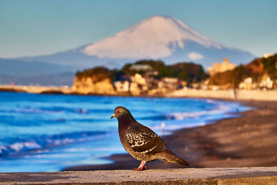 View of pigeon on beach against snowcapped volcano