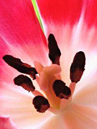 Full frame shot of pink flowers