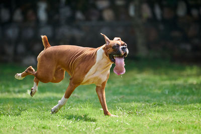 Dog running on field