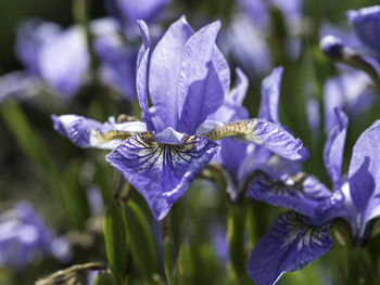 Close -up of blue iris in the sunlight