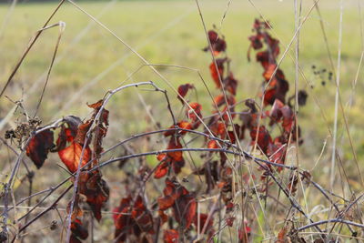 Close-up of twigs