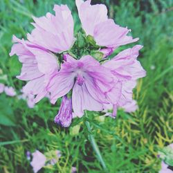 Pink flower blooming in spring